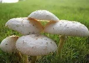 蘑菇网吃瓜爆料,娱乐圈最新吃瓜大揭秘！