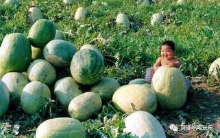 东明吃瓜爆料,揭秘娱乐圈幕后真相